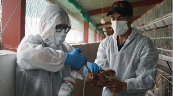 Agrocalidad inició la vacunación contra la influenza aviar en una granja avícola de Puéllaro, al norte de Pichincha, el 3 de marzo de 2023.