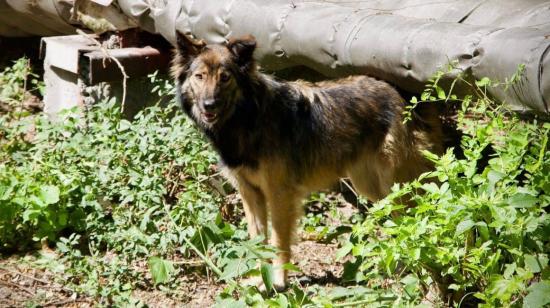 Los perros que deambulan por Chernóbil descienden de las mascotas abandonadas luego del accidente nuclear.