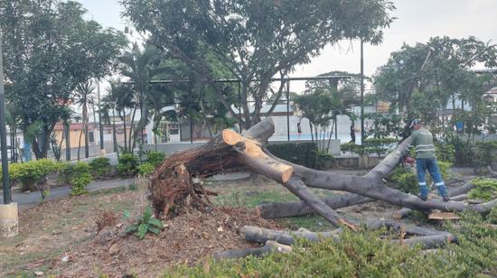 Imagen referencial. Un árbol caído en el sector de Samanes, norte de Guayaquil, el 6 de septiembre de 2022.