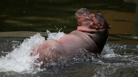 Imagen referencial. Fotografía que muestra a un hipopótamo bebé en un estanque del zoológico de Guadalajara, estado de Jalisco (México). 