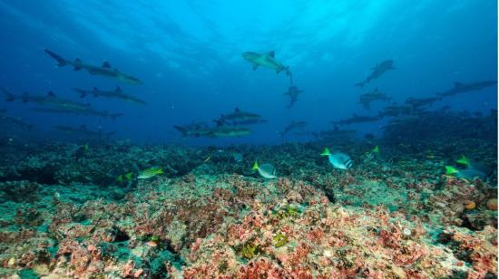 Imagen referencial. Especies endémicas, como peces y tiburones en Galápagos, el 4 de marzo de 2023. 