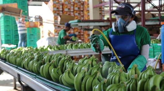 Imagen referencial de una empresa de banano en Ecuador. mayo de 2022. 