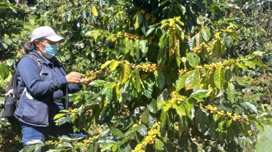 Cosecha de café en la provincia de Zamora Chinchipe, Ecuador, 2021. 