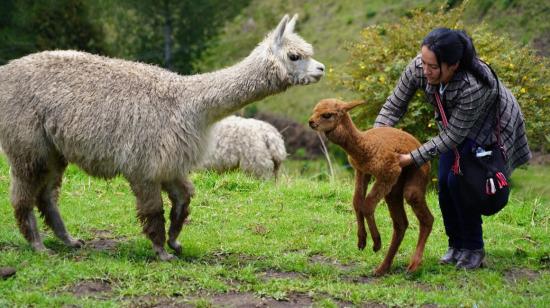 Una mujer carga una alpaca en la comunidad El Mirador de los Pastos, en el cantón Urbina, Carchi.