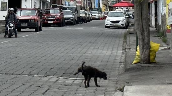 Los perros hacen de las suyas en Nayón, una parroquia rural de Quito. 