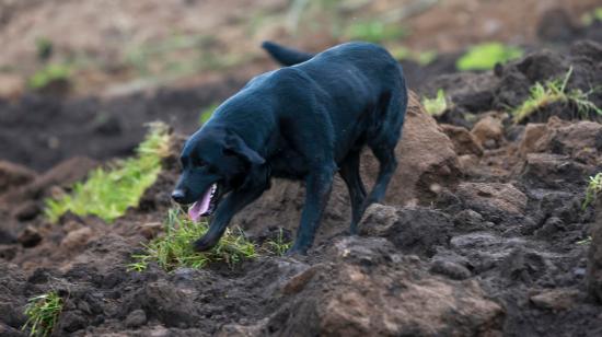 Jacob, el perro que ayuda a buscar a su familia tras un alud de tierra en Alausí, 27 de marzo de 2023. 