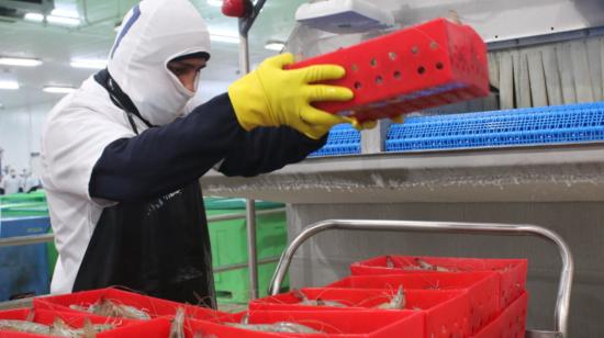 Imagen referencial de trabajadores de una camaronera, una de las principales actividades económicas de Ecuador.