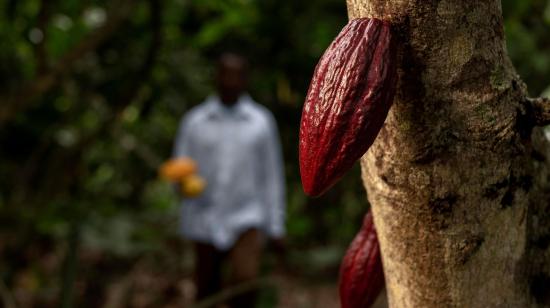 Cacao ecuatoriano nestle