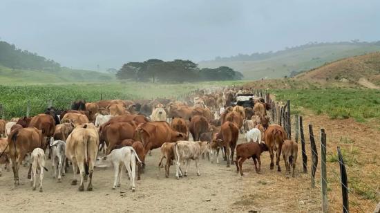 En Pedernales, al norte de Manabí, los ganaderos reportaron el robo de 500 reses durante 2022.