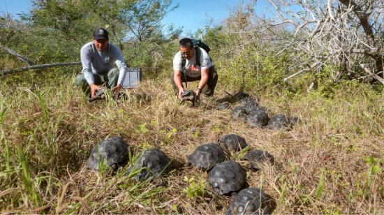 Parque Nacional Galápagos, el 29 de marzo del 2023, donde se observa a dos trabajadores del parque cargando a unas tortugas para su liberación.