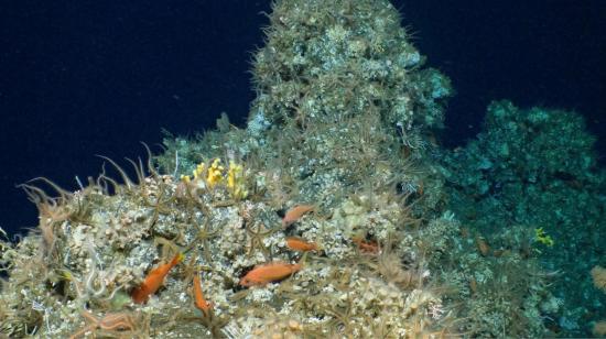 Panorámica de una parte del arrecife de coral recién descubierto en Galápagos, el 17 de abril de 2023. 