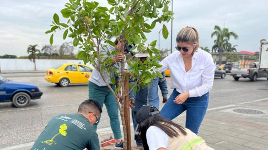 Siembra de guayacanes en la avenida Pedro Menéndez Gilbert, norte de la ciudad, en diciembre de 2022. 