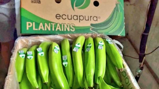 Foto referencial de producción de banano ecuatoriano de exportación. El 5 de mayo de 2023.