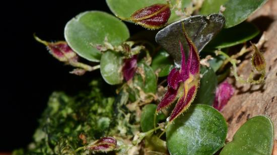 Orquídea  Lepanthes Doucettei descubierta en Ecuador.