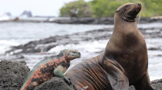 Imagen referencial de fauna en las Islas Galápagos, enero de 2022.