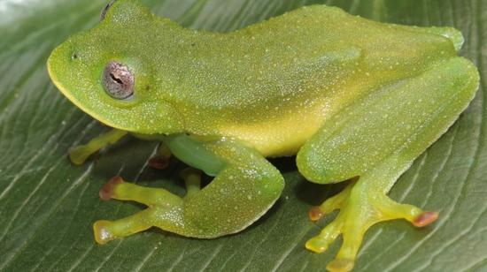 Una de los dos nuevas especies de rana de cristal, identificada como Centrolene camposi. 