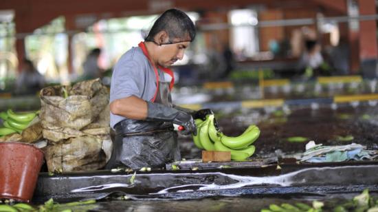 Imagen referencial de una empresa de banano en Ecuador. 