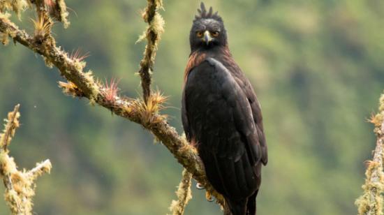 Imagen referencial. Un ejemplar de águila andina, especie en peligro crítico. 