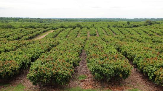 Imagen referencial de un cultivo de cacao en Ecuador. 