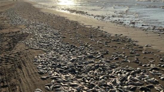 Miles de peces muertos en la orilla de la playa de Texas, el 11 de junio de 2023. 
