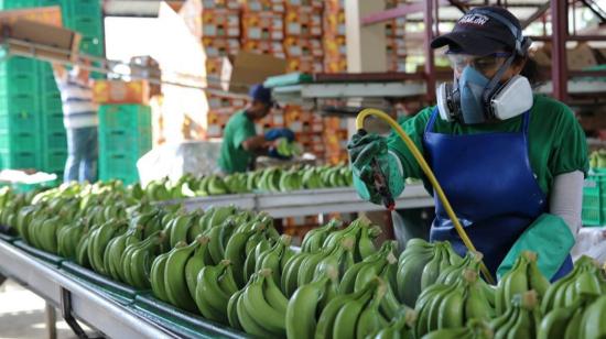 Planta de producción de una empresa bananera en Ecuador. 