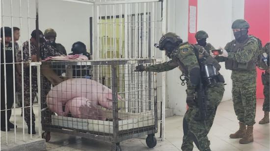 Militares retiran dos cerdos adultos de la cárcel de Santo Domingo, el 16 de junio de 2023. 