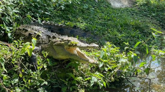 El cocodrilo hembra 'Coquito', en el zoológico de Costa Rica. 