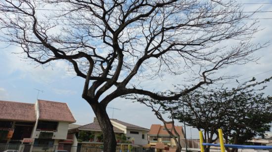 Una especie nativa en un parque de Guayaquil sin hojas, el 20 de junio de 2023. 