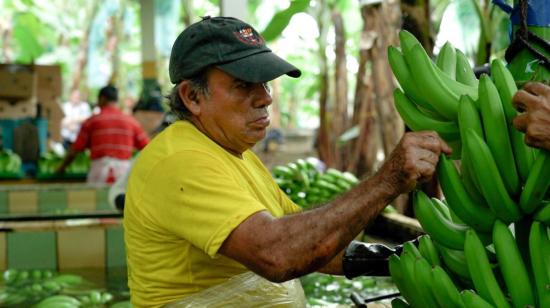 Imagen de una cosecha de banano en Ecuador. Foto de agosto de 2022. 