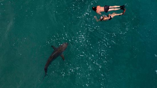 Dos turistas nadan en el mar Mediterráneo, cerca de un tiburón, el 22 de noviembre de 2022. 