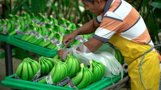 Ministerio de Agricultura aplica controles a bananeras