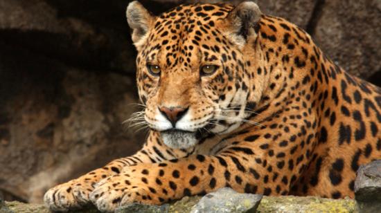 Imagen referencial de un jaguar. 