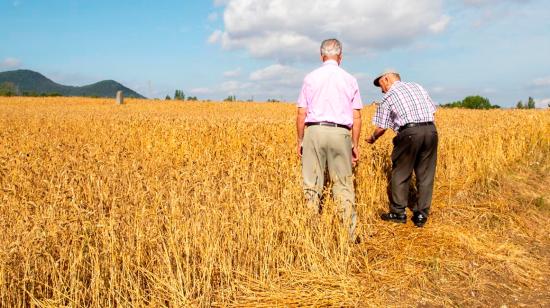 Foto referencial de un cultivo de trigo en España, el 7 de julio de 2023.