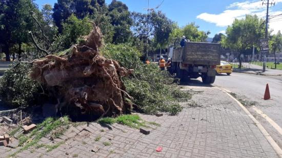 Un árbol caído en el sector del Mercado Mayorista, en Quito, el 18 de julio de 2023. 