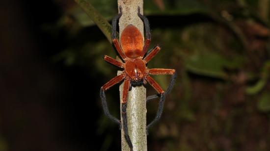 Vista frontal de la araña cangrejo gigante, nueva especie descubierta en Ecuador, el 26 de julio de 2023. 
