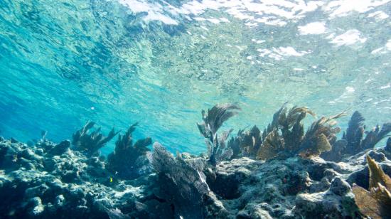 Peces alrededor de un colar en Key West, Florida, el 14 de julio de 2023.