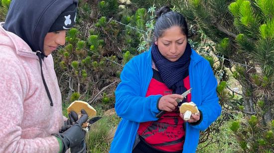 Pobladores de San Francisco, en Guaranda, dedicados al cultivo de hongos. Agosto de 2023