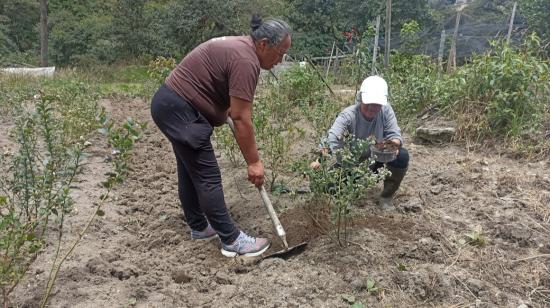 Las labores agrícolas son realizadas por personas mayores en Tungurahua, en vista de la migración de jóvenes hacia otros países. 