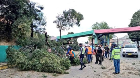 Un árbol caído en la avenida Mariscal Sucre, en Quito, el 7 de agosto de 2023. 