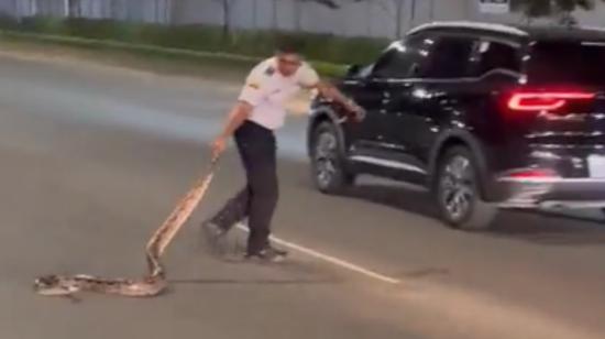 Un oficial de la Comisión de Tránsito (CTE) rescata a una boa en una avenida de Guayaquil, el 7 de agosto de 2023. 