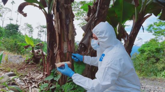 Un funcionario de Agrocalidad toma muestras en una plantación de banano, en Ecuador. 