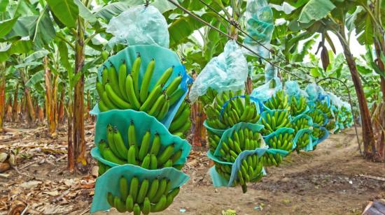 Imagen referencial de plantaciones de banano en Ecuador.