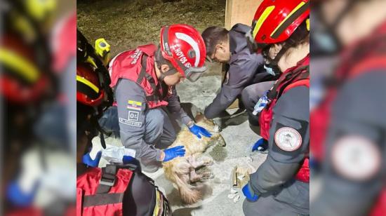 Un perrito herido por un incendio en Quito, el 30 de agosto de 2023. 