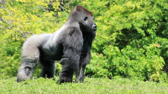 Imagen de un gorila de montaña, uno de los grandes simios que hay en el mundo 