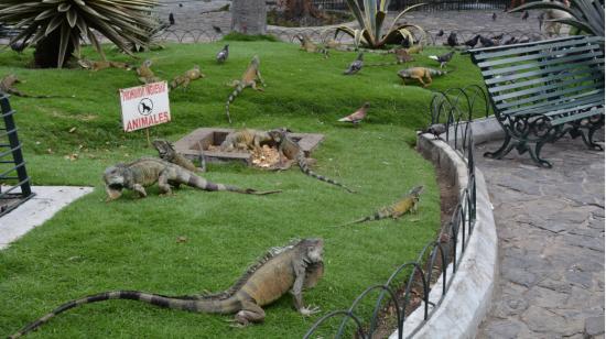 Imagen referencial. Iguanas de Guayaquil, parte de la fauna urbana de la ciudad. 