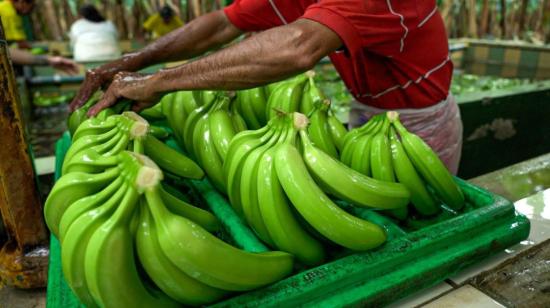 Imagen referencial de lavado de banano de exportación. 