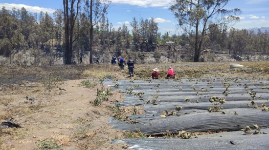 Una plantación de frutilla dañada por el incendio forestal en los límites de las parroquias de Puembo y Tababela, en Quito. Foto del 7 de septiembre de 2023. 