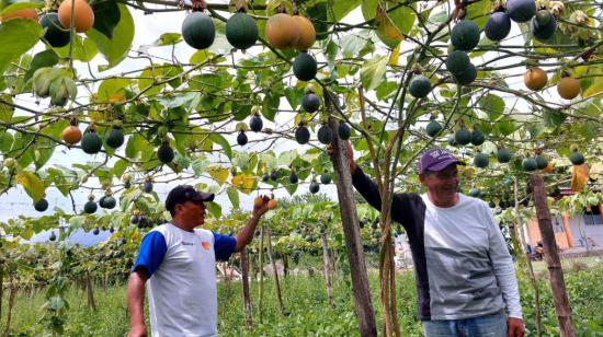 Productores de granadilla en Íntag, en 2023.