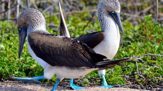 Dos piqueros de patas azules en Galápagos. 