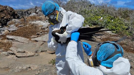 Personal sanitario toma muestras a las aves de Galápagos, el septiembre de 2023.
